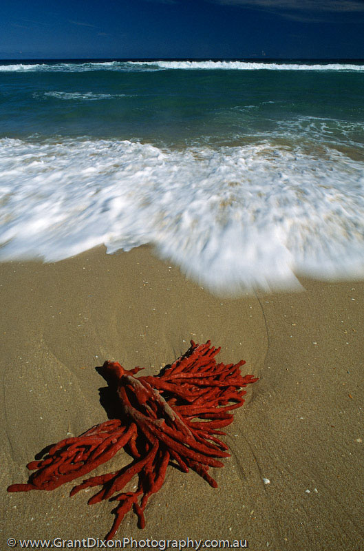 image of Red seaweed