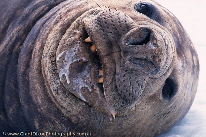 image of Elephant seal drool