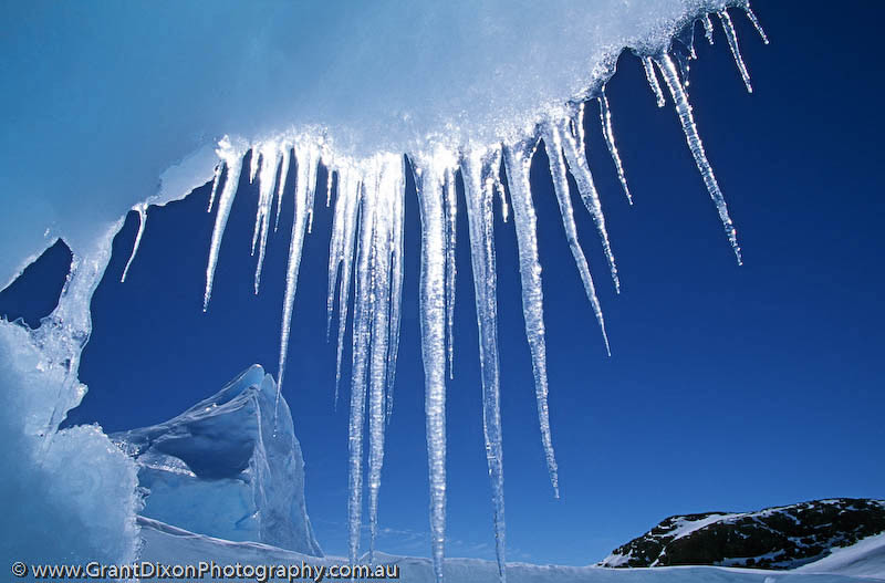 image of Peterson icicles