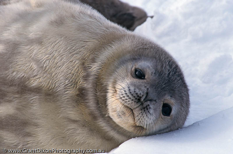 image of Weddell seal pup 1
