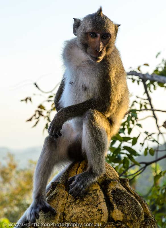 image of Phnom Sampeau macaque