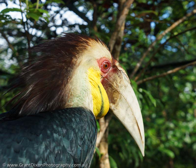 image of Wreathed Hornbill