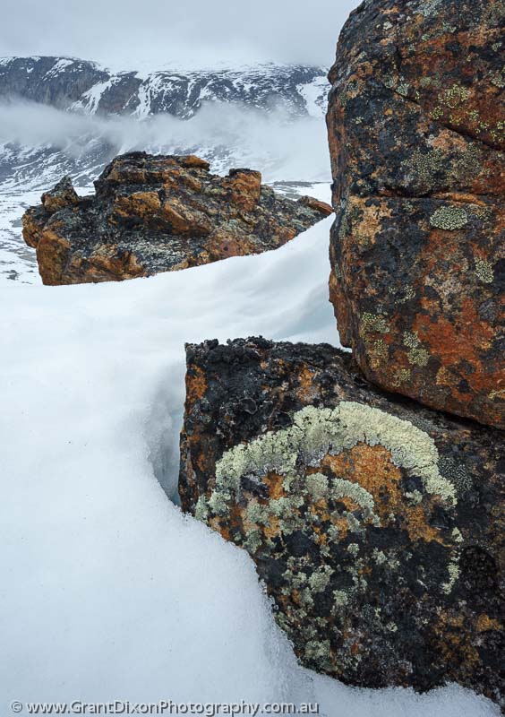 image of Baffin lichen 3