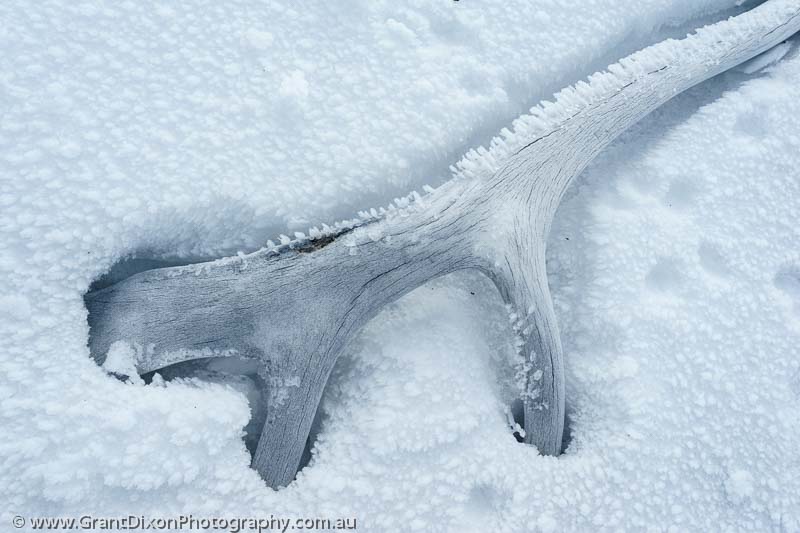 image of Caribou antler in snow