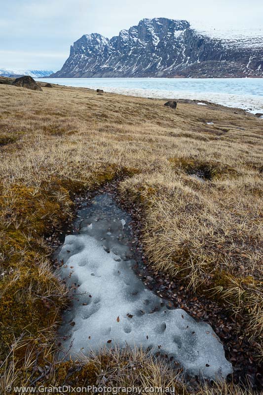 image of Baffin lichen spring thaw 4