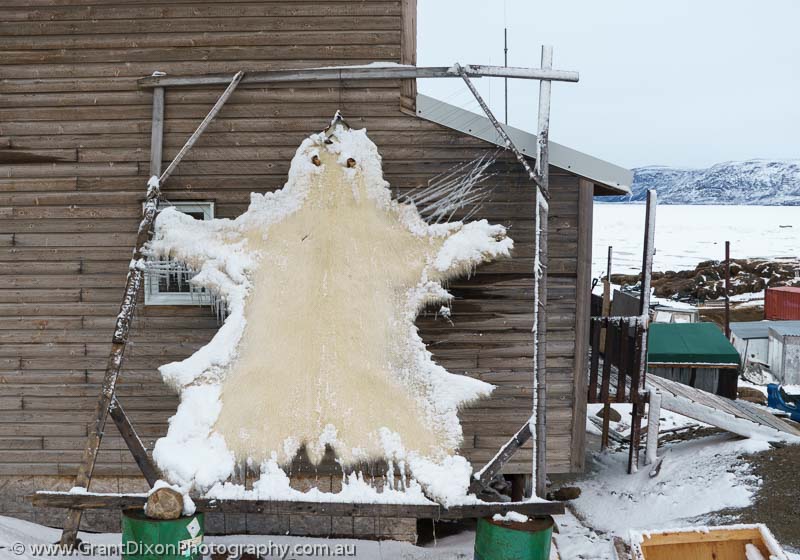 image of Pangnirtung Polar Bear skin