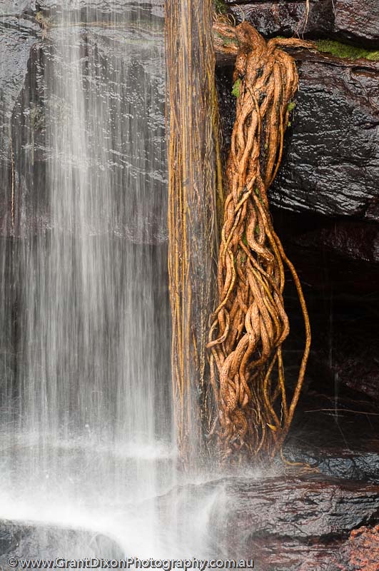 image of Fig root cascade