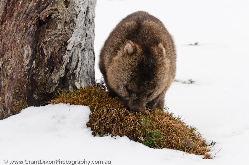 image of Wombat in snow 2