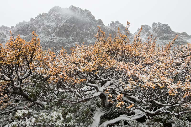 image of Cradle Mountain autumn snow 2