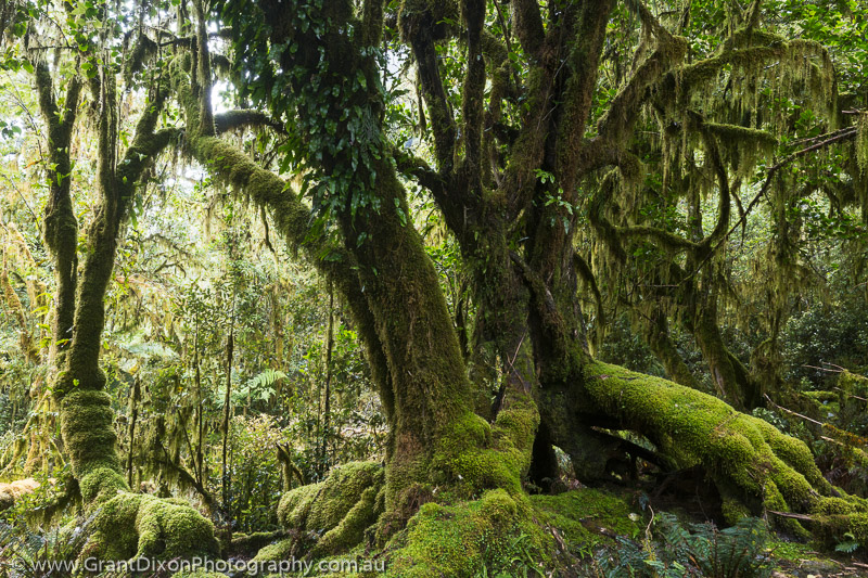 image of Cozette moss forest 1