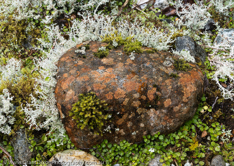 image of Cozette lichened cobble