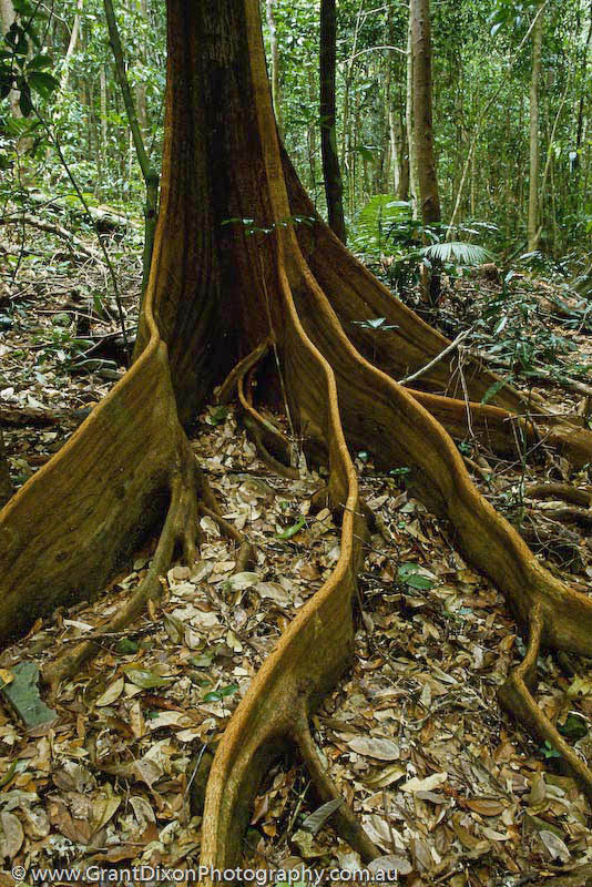 image of Daintree roots 1