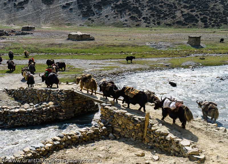 image of Dolpo yaks on bridge