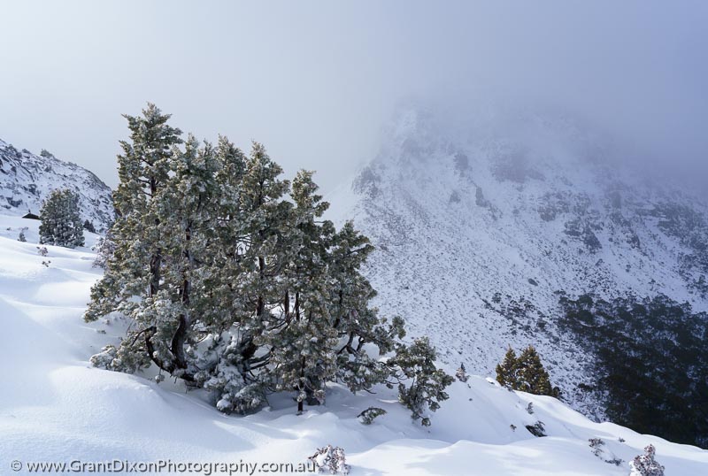 image of Mt Gould winter pencil pine
