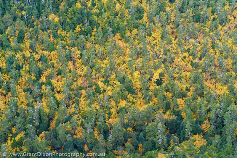 image of Highland Autumn canopy 3