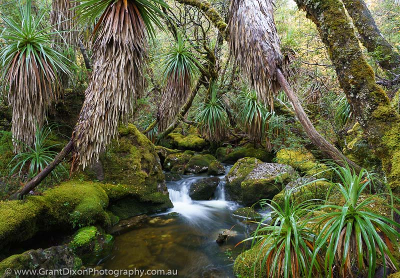 image of Tasmanian alpine rainforest stream