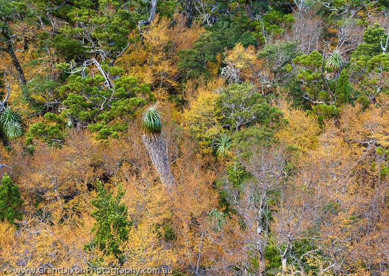image of Highland Autumn canopy