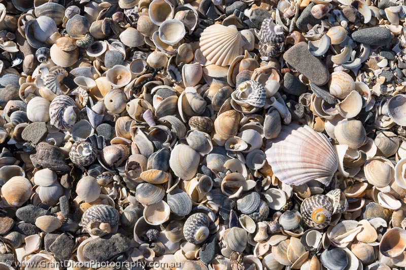image of Spiky Beach shells