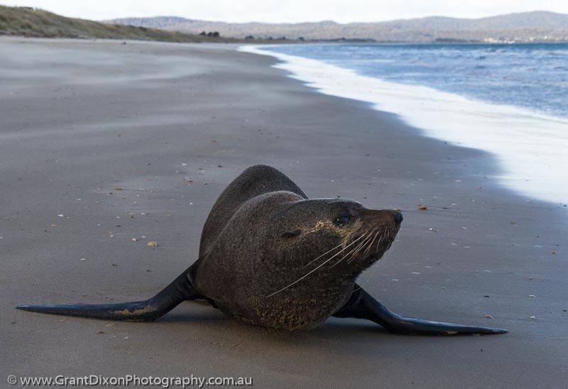 image of Fur seal on beach