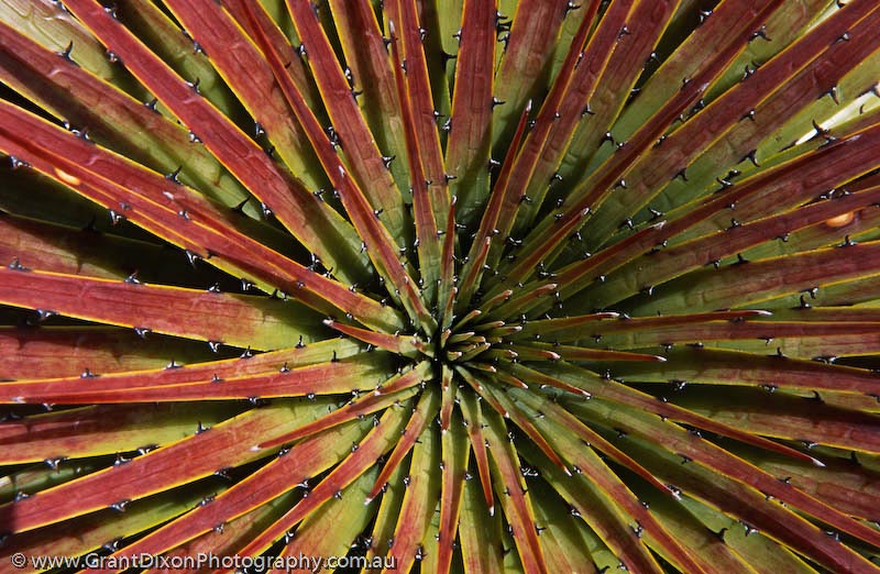 image of Ecuador Bromeliad 1