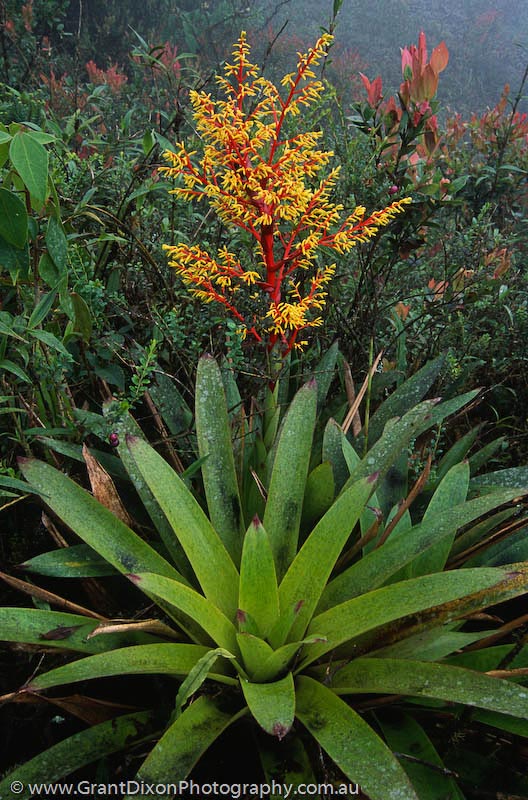 image of El Reventador flower