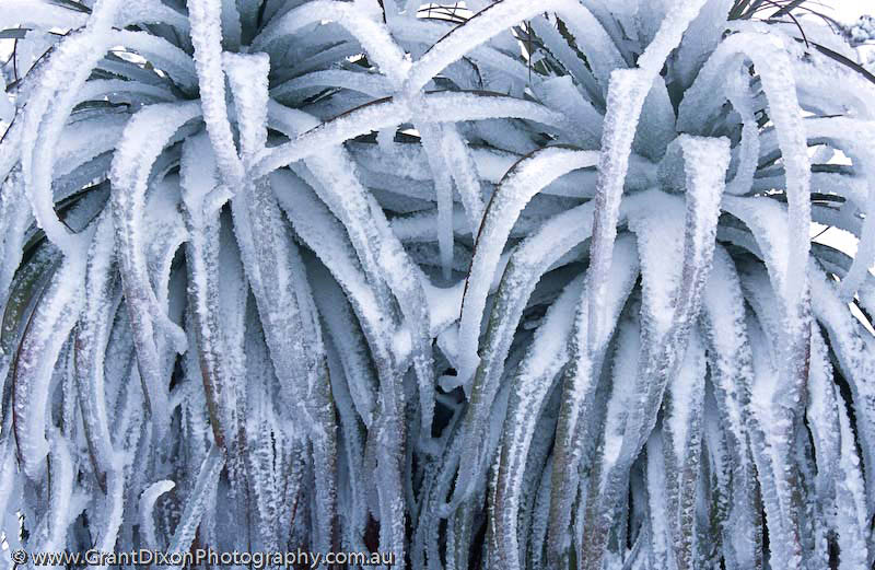 image of Icy pandani 1