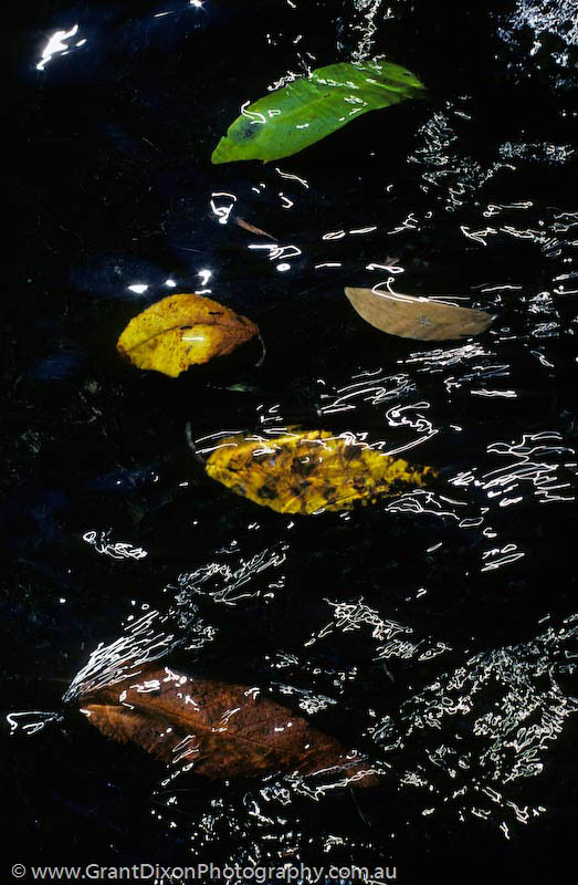 image of Water and leaves