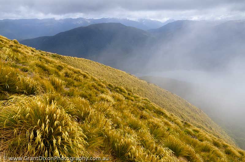 image of Fiordland snowgrass tops 1