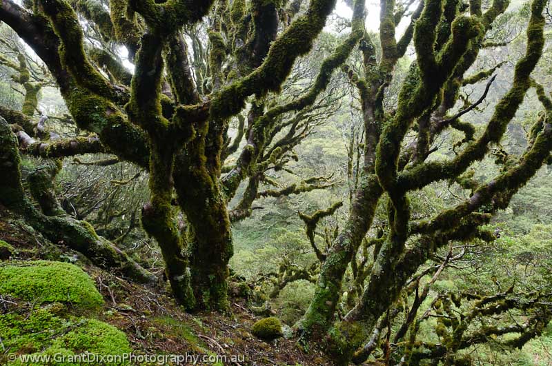 image of Fiordland cloud forest