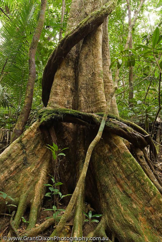 image of Daintree roots 2