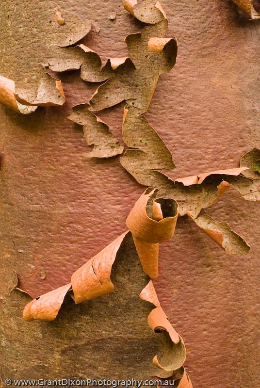 image of Daintree Kauri bark