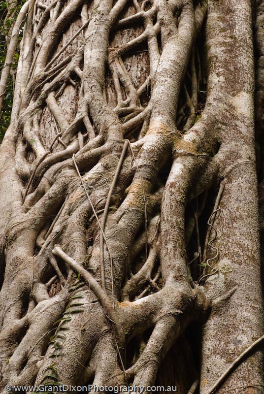 image of Daintree fig roots