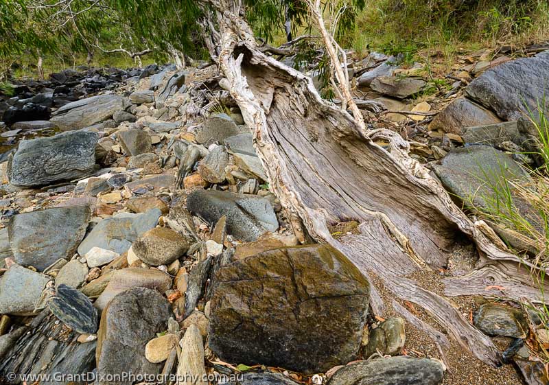image of Eroded tree & river rocks