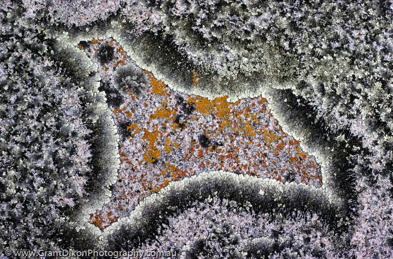 image of Granite lichen 1