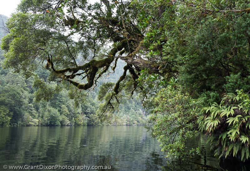 image of Lower Gordon riverside rainforest
