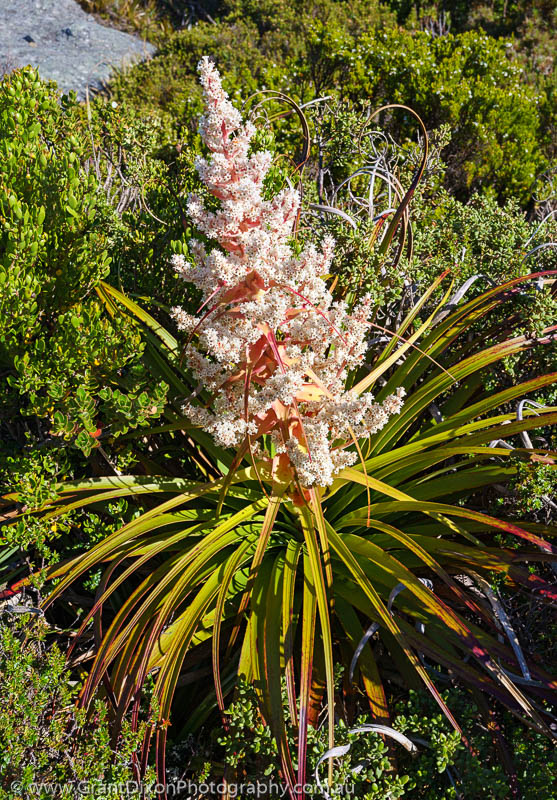 image of Dracophyllum milliganii flower