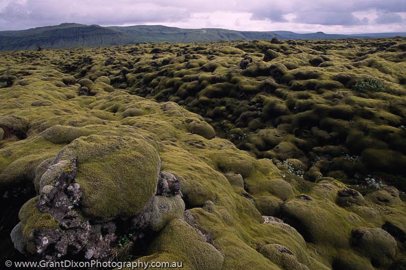 image of Lava moss