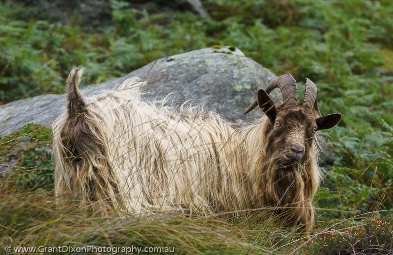 image of Glendalough hairy goat