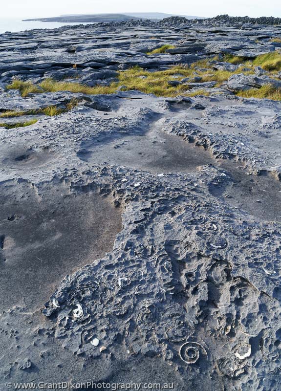 image of Inis Meain limestone fossils