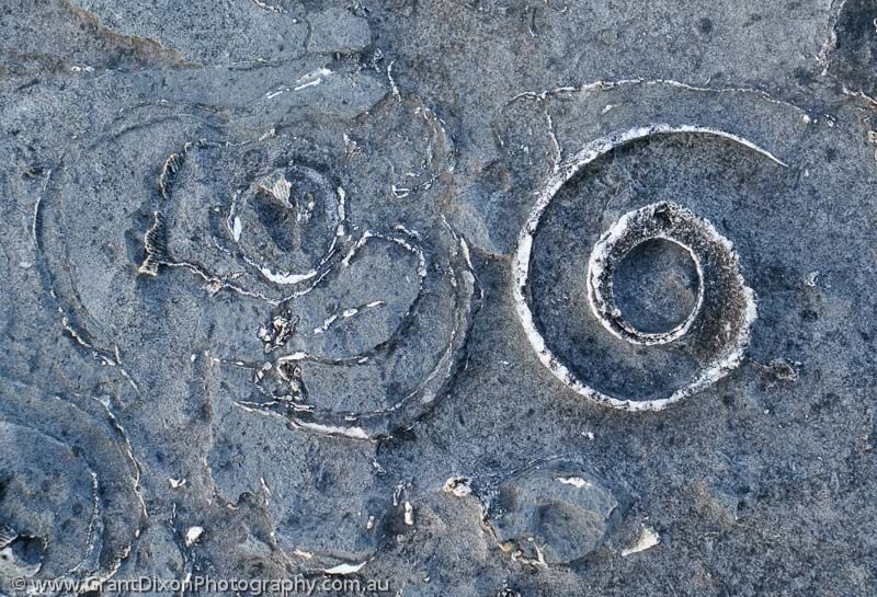 image of Inis Meain fossils 1