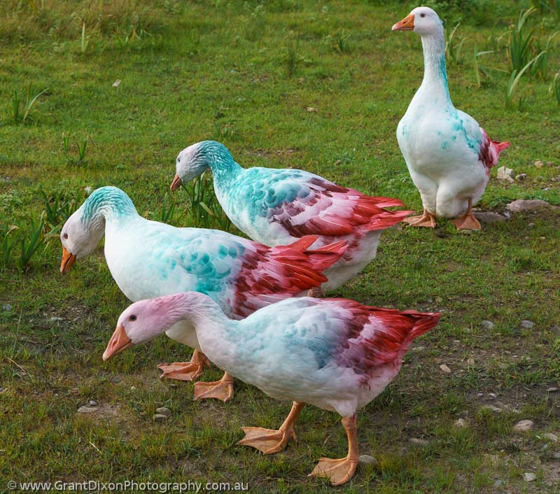 image of Mayo coloured geese