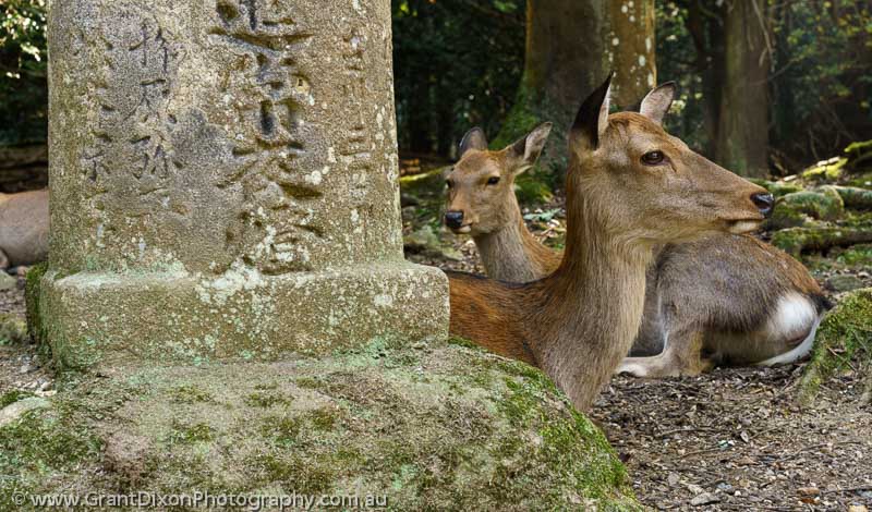 image of Nara deer