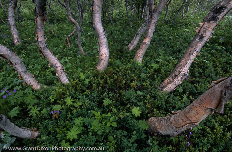 image of Iceland Birch trunks