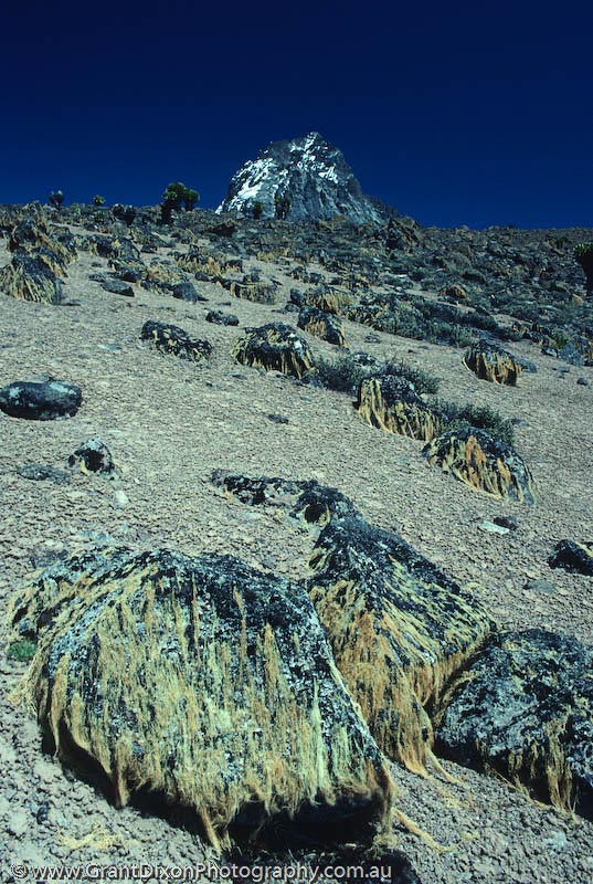 image of Mt Kenya lichen