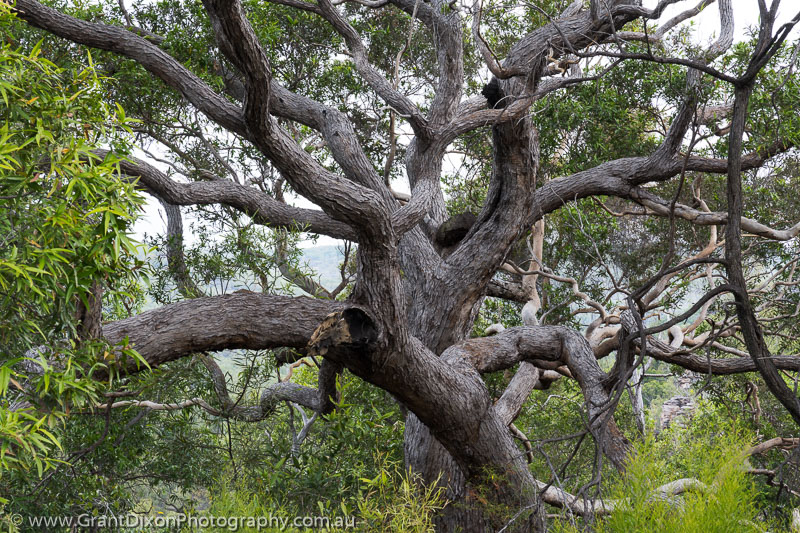 image of Koolpin twisted tree
