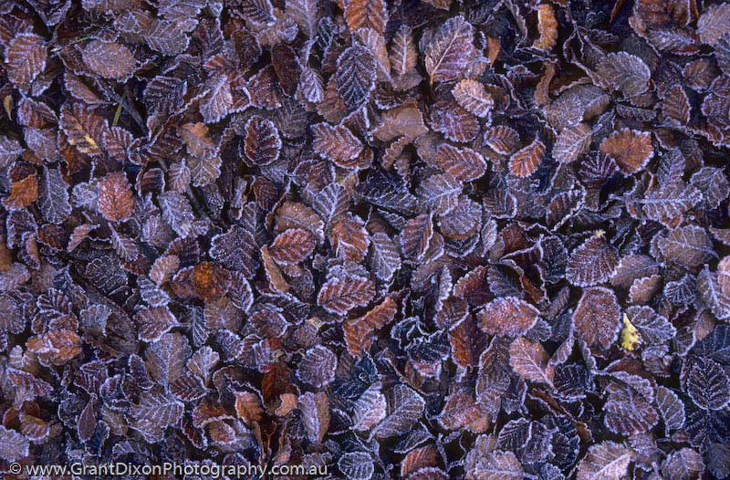 image of Frosty leaves 1