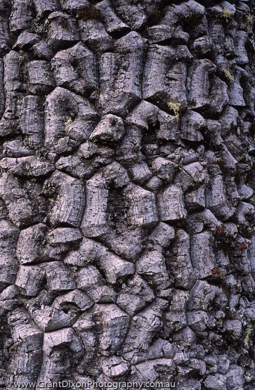 image of Araucaria bark