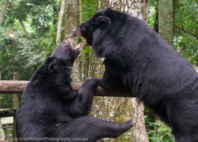 image of Moon Bear play fight