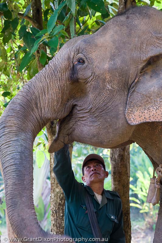 image of Sayaboury elephant & mahout 4