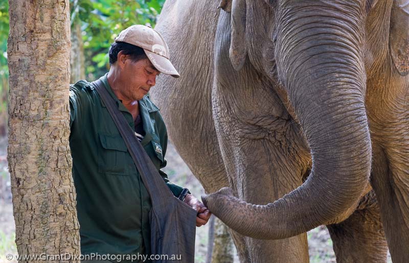 image of Sayaboury elephant & mahout 5